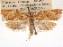  (Argyrotaenia montezumae - CCDB-29487-C06)  @11 [ ] CreativeCommons - Attribution (2017) CBG Photography Group Centre for Biodiversity Genomics