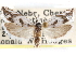  ( - CCDB-29487-C08)  @11 [ ] CreativeCommons - Attribution (2017) CBG Photography Group Centre for Biodiversity Genomics