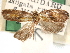  ( - CCDB-29487-D12)  @11 [ ] CreativeCommons - Attribution (2017) CBG Photography Group Centre for Biodiversity Genomics
