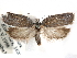  ( - CCDB-29487-E05)  @11 [ ] CreativeCommons - Attribution (2017) CBG Photography Group Centre for Biodiversity Genomics