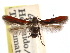  (Atkinsonia semirubra - CCDB-29487-E12)  @11 [ ] CreativeCommons - Attribution (2017) CBG Photography Group Centre for Biodiversity Genomics
