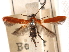  (Atkinsonia clarodendronella - CCDB-29487-F02)  @11 [ ] CreativeCommons - Attribution (2017) CBG Photography Group Centre for Biodiversity Genomics