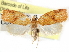  ( - CCDB-29487-G02)  @11 [ ] CreativeCommons - Attribution (2017) CBG Photography Group Centre for Biodiversity Genomics