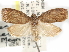  ( - CCDB-29487-G04)  @11 [ ] CreativeCommons - Attribution (2017) CBG Photography Group Centre for Biodiversity Genomics