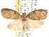  ( - CCDB-29487-G05)  @11 [ ] CreativeCommons - Attribution (2017) CBG Photography Group Centre for Biodiversity Genomics