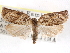  ( - CCDB-29487-G08)  @11 [ ] CreativeCommons - Attribution (2017) CBG Photography Group Centre for Biodiversity Genomics