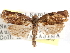  ( - CCDB-29487-G09)  @11 [ ] CreativeCommons - Attribution (2017) CBG Photography Group Centre for Biodiversity Genomics