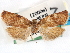  ( - CCDB-29487-G10)  @11 [ ] CreativeCommons - Attribution (2017) CBG Photography Group Centre for Biodiversity Genomics