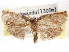  ( - CCDB-29487-G11)  @11 [ ] CreativeCommons - Attribution (2017) CBG Photography Group Centre for Biodiversity Genomics