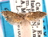  ( - CCDB-29488-B02)  @12 [ ] CreativeCommons - Attribution (2017) CBG Photography Group Centre for Biodiversity Genomics