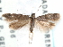  ( - CCDB-29488-B04)  @11 [ ] CreativeCommons - Attribution (2017) CBG Photography Group Centre for Biodiversity Genomics