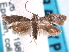  (Spiladarcha adamskii - CCDB-29488-B07)  @11 [ ] CreativeCommons - Attribution (2017) CBG Photography Group Centre for Biodiversity Genomics