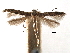  (Acrocercops affinis - CCDB-29488-B11)  @11 [ ] CreativeCommons - Attribution (2017) CBG Photography Group Centre for Biodiversity Genomics