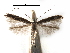  (Acrocercops quinquistrigella - CCDB-29488-C02)  @11 [ ] CreativeCommons - Attribution (2017) CBG Photography Group Centre for Biodiversity Genomics