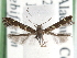  ( - CCDB-29488-F03)  @11 [ ] CreativeCommons - Attribution (2017) CBG Photography Group Centre for Biodiversity Genomics