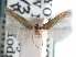  ( - CCDB-29489-A06)  @11 [ ] CreativeCommons - Attribution (2017) CBG Photography Group Centre for Biodiversity Genomics