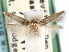  (Periploca intermedia - CCDB-29489-B02)  @11 [ ] CreativeCommons - Attribution (2017) CBG Photography Group Centre for Biodiversity Genomics