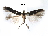  ( - CCDB-29489-C01)  @11 [ ] CreativeCommons - Attribution (2017) CBG Photography Group Centre for Biodiversity Genomics