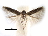  ( - CCDB-29489-C02)  @11 [ ] CreativeCommons - Attribution (2017) CBG Photography Group Centre for Biodiversity Genomics