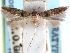  ( - CCDB-29489-C09)  @11 [ ] CreativeCommons - Attribution (2017) CBG Photography Group Centre for Biodiversity Genomics