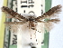  ( - CCDB-29489-C12)  @11 [ ] CreativeCommons - Attribution (2017) CBG Photography Group Centre for Biodiversity Genomics