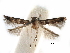  ( - CCDB-29489-D06)  @11 [ ] CreativeCommons - Attribution (2017) CBG Photography Group Centre for Biodiversity Genomics