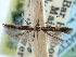  ( - CCDB-29490-C08)  @11 [ ] CreativeCommons - Attribution (2017) CBG Photography Group Centre for Biodiversity Genomics