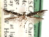  ( - CCDB-29490-C11)  @11 [ ] CreativeCommons - Attribution (2017) CBG Photography Group Centre for Biodiversity Genomics