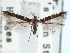  ( - CCDB-29490-D02)  @11 [ ] CreativeCommons - Attribution (2017) CBG Photography Group Centre for Biodiversity Genomics