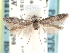  (Teladoma murina - CCDB-29490-F04)  @11 [ ] CreativeCommons - Attribution (2017) CBG Photography Group Centre for Biodiversity Genomics