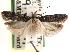  (Chionodes secutor - CCDB-29490-G06)  @11 [ ] CreativeCommons - Attribution (2017) CBG Photography Group Centre for Biodiversity Genomics