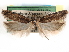  ( - CCDB-29490-H11)  @11 [ ] CreativeCommons - Attribution (2017) CBG Photography Group Centre for Biodiversity Genomics