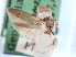  (Blastobasis sp. 9 - CCDB-29491-B01)  @11 [ ] CreativeCommons - Attribution (2017) CBG Photography Group Centre for Biodiversity Genomics