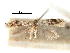  ( - CCDB-29491-D10)  @11 [ ] CreativeCommons - Attribution (2017) CBG Photography Group Centre for Biodiversity Genomics