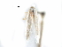  ( - CCDB-29491-E05)  @11 [ ] CreativeCommons - Attribution (2017) CBG Photography Group Centre for Biodiversity Genomics