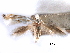  ( - CCDB-29491-E11)  @11 [ ] CreativeCommons - Attribution (2017) CBG Photography Group Centre for Biodiversity Genomics