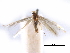  ( - CCDB-29491-F02)  @11 [ ] CreativeCommons - Attribution (2017) CBG Photography Group Centre for Biodiversity Genomics