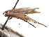  ( - CCDB-29491-F04)  @11 [ ] CreativeCommons - Attribution (2017) CBG Photography Group Centre for Biodiversity Genomics