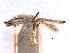  ( - CCDB-29491-F05)  @11 [ ] CreativeCommons - Attribution (2017) CBG Photography Group Centre for Biodiversity Genomics