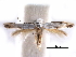  ( - CCDB-29491-F08)  @11 [ ] CreativeCommons - Attribution (2017) CBG Photography Group Centre for Biodiversity Genomics
