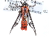  ( - CCDB-29491-H10)  @11 [ ] CreativeCommons - Attribution (2017) CBG Photography Group Centre for Biodiversity Genomics