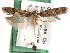  ( - CCDB-29492-B05)  @11 [ ] CreativeCommons - Attribution (2017) CBG Photography Group Centre for Biodiversity Genomics