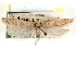  ( - CCDB-29492-C07)  @11 [ ] CreativeCommons - Attribution (2017) CBG Photography Group Centre for Biodiversity Genomics