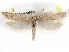  ( - CCDB-29492-C08)  @11 [ ] CreativeCommons - Attribution (2017) CBG Photography Group Centre for Biodiversity Genomics