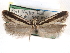  ( - CCDB-29492-C09)  @11 [ ] CreativeCommons - Attribution (2017) CBG Photography Group Centre for Biodiversity Genomics