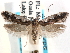  (Chionodes latro - CCDB-29492-D03)  @11 [ ] CreativeCommons - Attribution (2017) CBG Photography Group Centre for Biodiversity Genomics