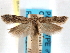  ( - CCDB-29492-D05)  @11 [ ] CreativeCommons - Attribution (2017) CBG Photography Group Centre for Biodiversity Genomics