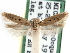  ( - CCDB-29492-D07)  @11 [ ] CreativeCommons - Attribution (2017) CBG Photography Group Centre for Biodiversity Genomics
