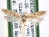  ( - CCDB-29492-D08)  @11 [ ] CreativeCommons - Attribution (2017) CBG Photography Group Centre for Biodiversity Genomics