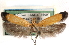  ( - CCDB-29492-D12)  @11 [ ] CreativeCommons - Attribution (2017) CBG Photography Group Centre for Biodiversity Genomics
